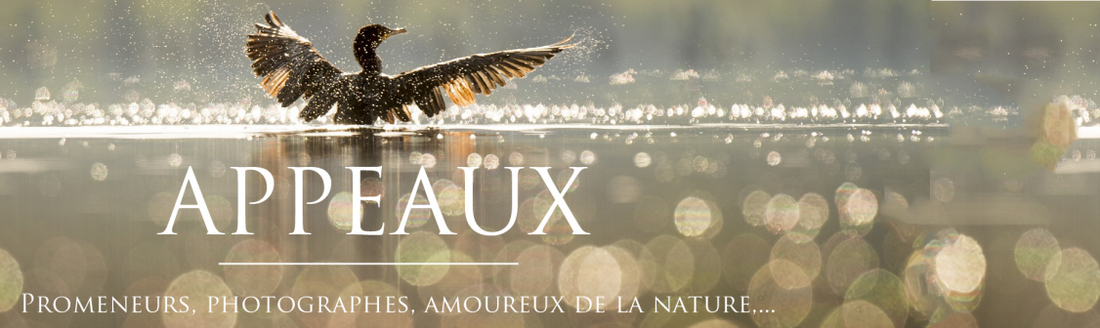 L’appeau, un accessoire pour vous rapprocher des animaux