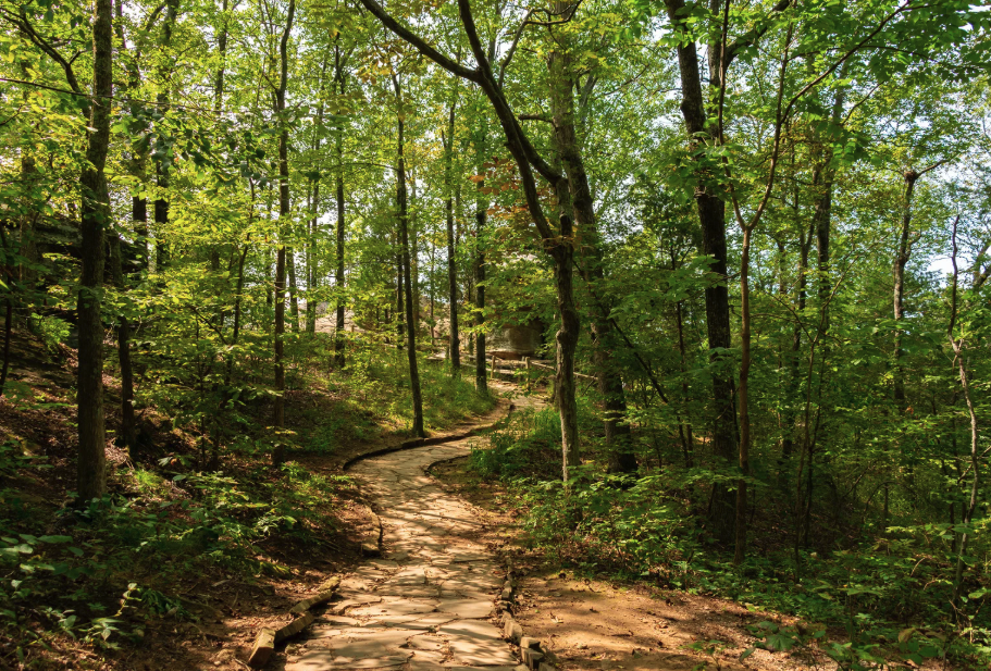Pourquoi le bâton de marche en bois reste l'ultime référence du randonneur exigeant