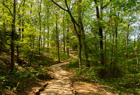 Pourquoi le bâton de marche en bois reste l'ultime référence du randonneur exigeant